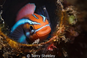 A discarded pipe can make a fitting home by Terry Steeley 